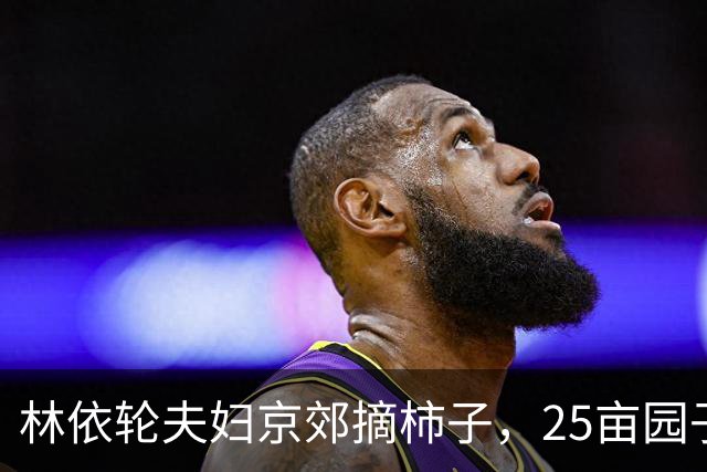 林依轮夫妇京郊摘柿子，25亩园子80多棵柿子树，喜获大丰收